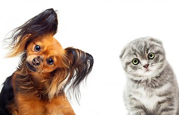 Caring For Cats And Dogs