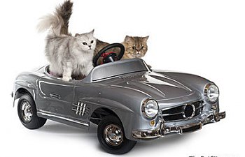 36 Awesome Tips For Road Tripping With Your Cat