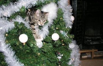 Cats And Christmas Trees