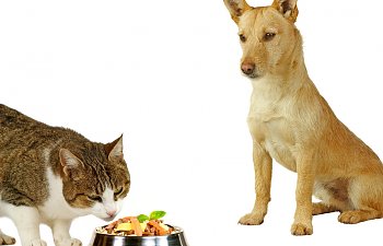 How To Keep The Dog Out Of The Cat’s Food And Vice Versa