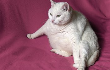 Obesity In Cats