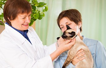 How To Choose The Best Veterinarian For My Cat?