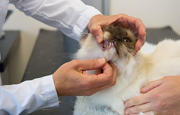 Gingivitis And Stomatitis In Cats