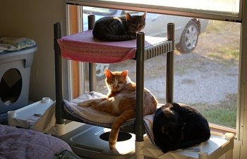 Arthritis And Joint Pain In Cats