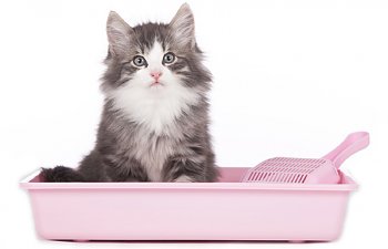 How To Choose The Right Litterbox