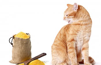 Grain-free Cat Food – What Does It Mean?