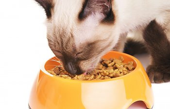 How To Choose The Best Dry Cat Food?