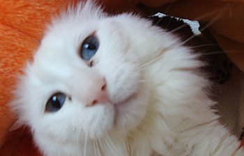 Special Needs Cats: Cerebellar Hypoplasia