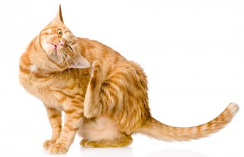 Homemade Flea Remedies For Cats