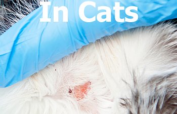 skin-conditions-cats.jpg