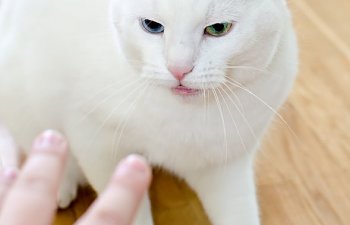 Re-directed Aggression In Cats