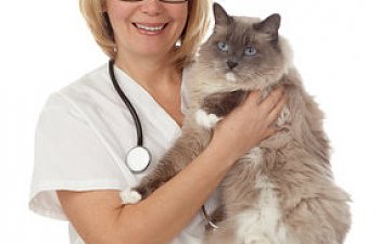 Spaying And Neutering - What To Ask Before The Surgery