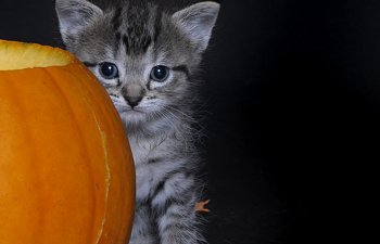Take Special Care Of Your Cat On Halloween