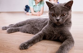 How To Help A New Cat Adjust To Your Home