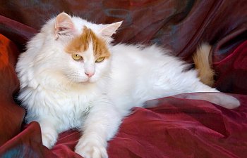 Turkish Van Cats: 5 Fascinating Things You Should Know