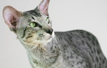 Oriental Cats - Breed Guide