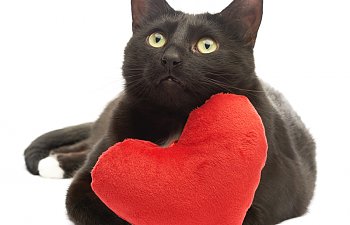 Heart Disease In Cats