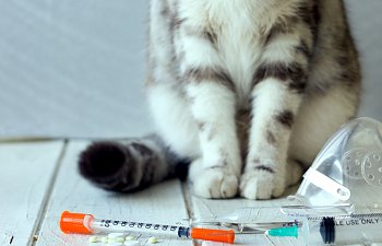 Introduction To Feline Diabetes