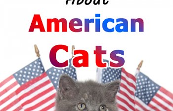american-cats.jpg