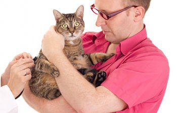 What To Do If You Think Your Cat Ingested Poison