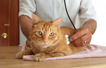 Inflammatory Bowel Disease In Cats