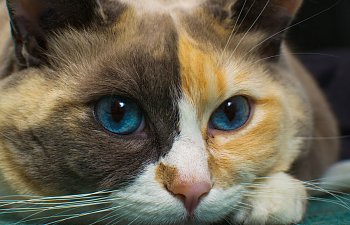 Cat Senses: An Overview