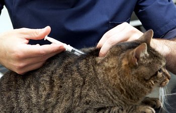 Vaccine-associated Sarcoma In Cats