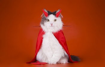 How To Safely Dress-up Your Cat For Halloween