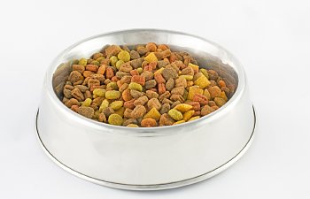 What Do I Need To Know About Feeding My Cat?
