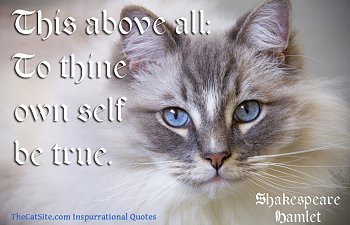 7 Shakespeare Quotes Matched Up With Beautiful Cat Pictures