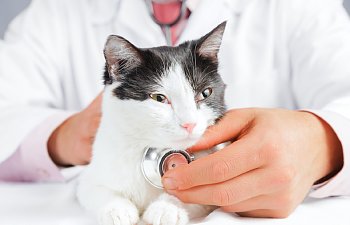 Cat Health Care Abc