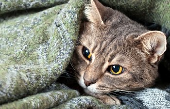 How To Help An Abused Cat Recover