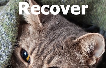 abused-cat-recover.jpg