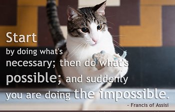 How Our Cats Inspire Us To Do The Impossible