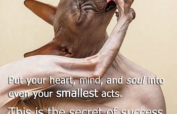 Inspurrational Quote: Put Your Heart, Mind And Soul Into Even The Smallest Of Acts!