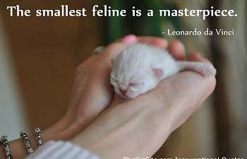 The Smallest Feline Is A Masterpiece - Inspurrational Quote