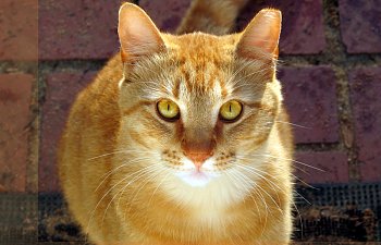 Should You Try And Tame A Feral Cat?