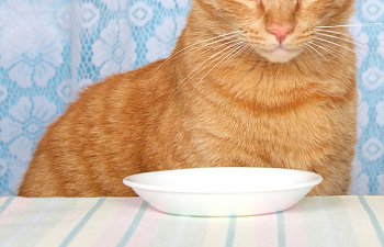 11 Key Facts About Food Allergies In Cats