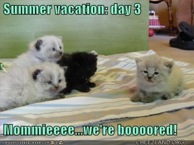 cattails-summer_vacation.jpg
