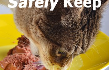 keep-cat-food-out.jpg