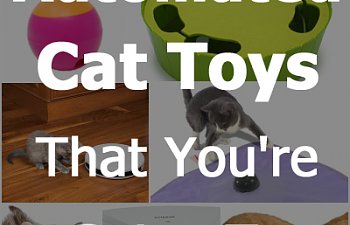 Automated-Cat-Toys.jpg