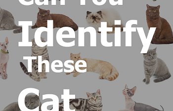 cat quiz breed identify breeds thecatsite articles