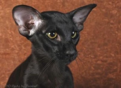 black-oriental-shorthair-cat.jpg