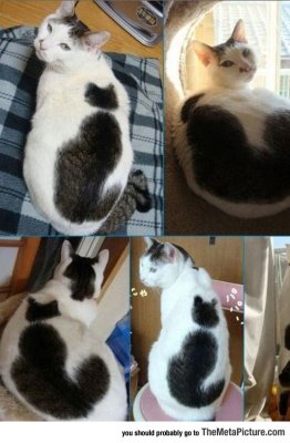 cool-cat-dot-alike.jpg
