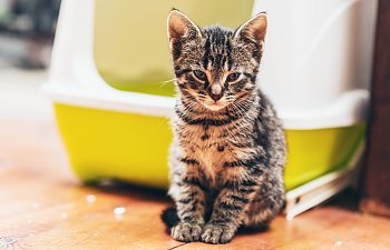 How To Remove Cat Urine Odor From Your Home