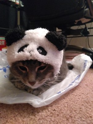 Panda kitty 3.jpg