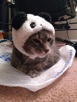 Panda kitty 1.jpg