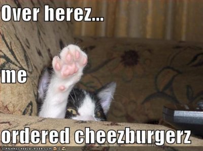 funny-pictures-your-cat-orders-a-cheeseburger_zpsmvkoyac8.jpg