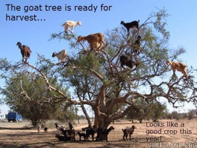 nennepus-harvesting_teh_goat_tree.jpg