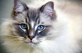 How To Tell Your Cat's Breed By Its Behavior